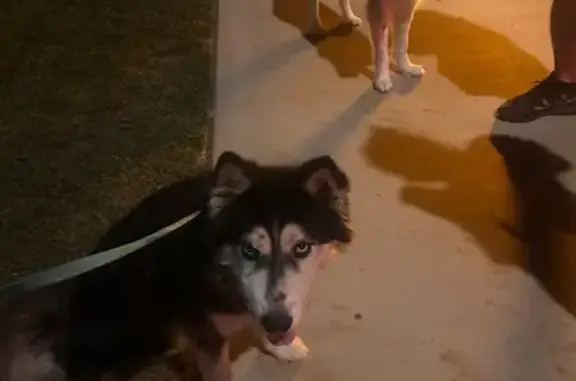 Found pets California City, photo: Found: Injured Huskies in Riverside, CA