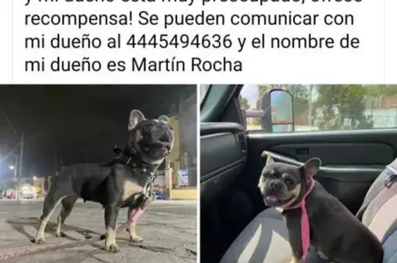 Perro Perdido en Miguel Hidalgo, Soledad