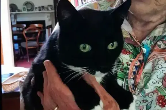 Lost Cat: Black & White, Green Eyes - Walkerville