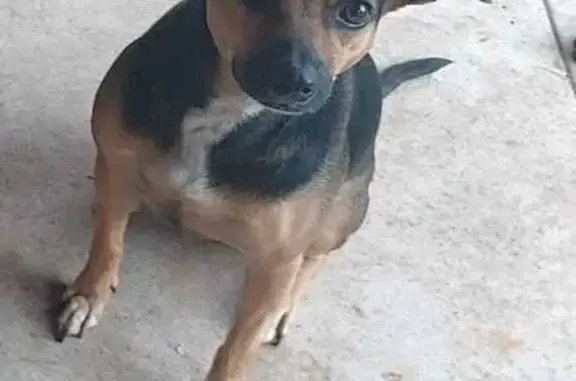 cachorro desaparecida