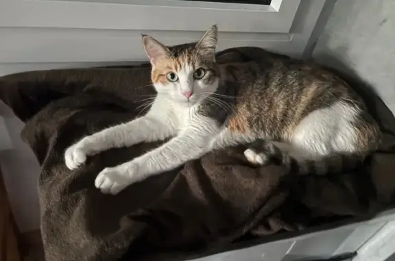 Animaux perdus , photo: Chatte tricolore perdue, Rue des Quatre Vents