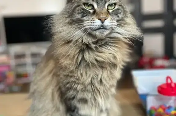 Chatte perdue: Lilou, 10 ans, yeux verts - photo