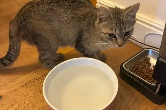 Chat trouvé Avrillé, photo: Jeune chatte tigrée trouvée à Avrillé