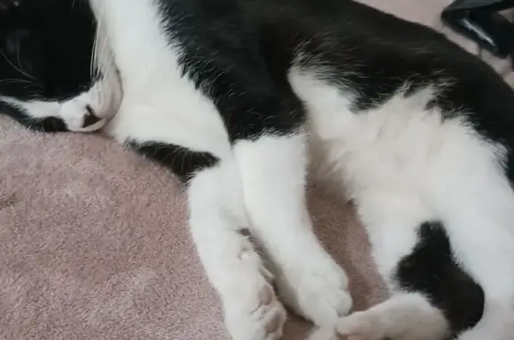 Missing cat Devonport, photo: Lost Tuxedo Cat: Reward Offered in Devonport