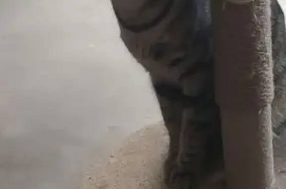 Chat perdu, Ivry-sur-Seine, photo: Chatte Milo perdue à Ivry-sur-Seine