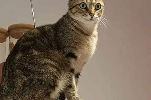 Chat perdu, Coutances, photo: Chatte tigrée perdue à Coutances