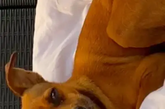 Chien perdu à Tonneins, approche douce requise - photo