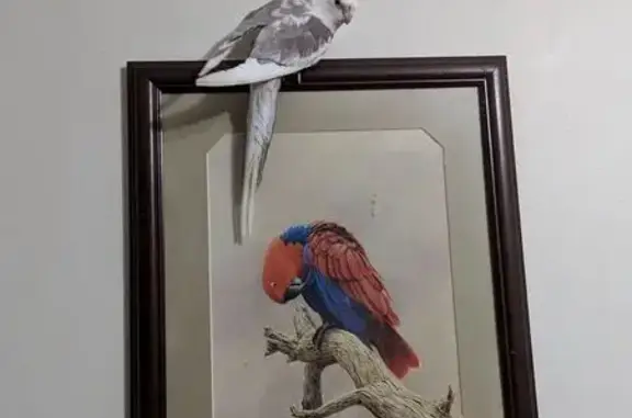 Lost Cockatiel 'Pancho' in Chullora