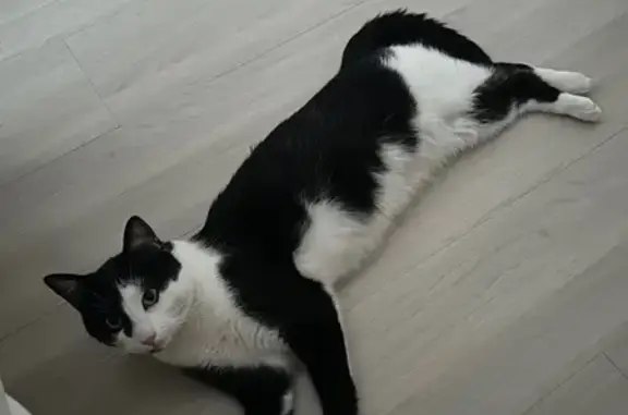 Chat trouvé Oberhoffen-sur-Moder, photo: Chat Wyn retrouvé sain et sauf !