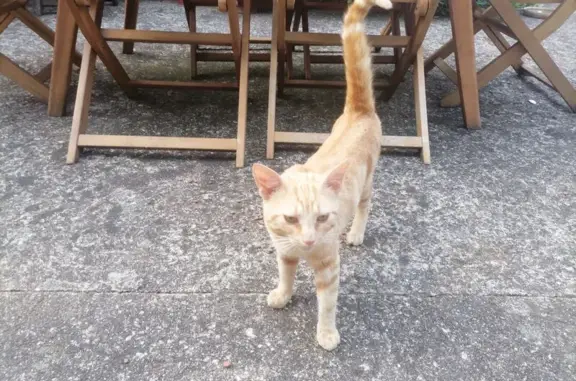 Chat trouvé maigre, devenu affectueux - photo