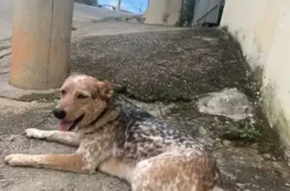cachorro desaparecida