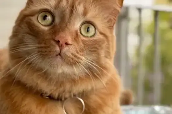 ¡Gato perdido en El Palo! Resp...
