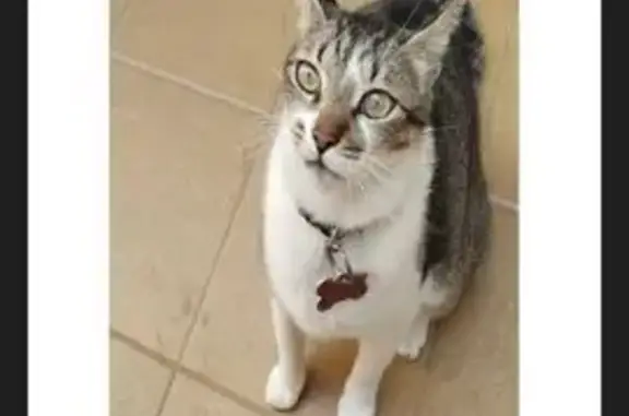 Gato Perdido con Collar Azul e...