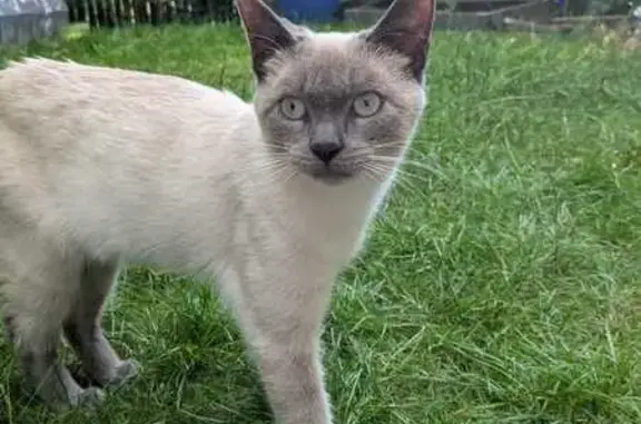 Chat sociable à adopter à Cergy - photo