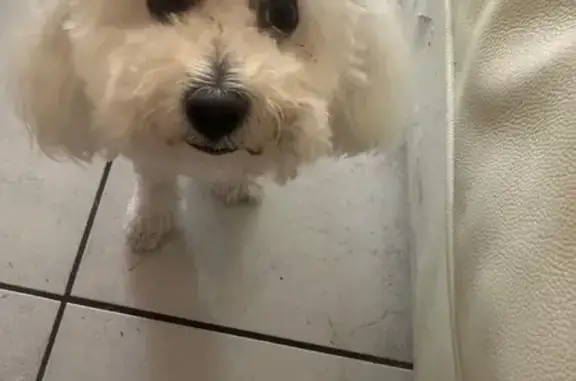 Lost Bichon Frise: Strathfield Area