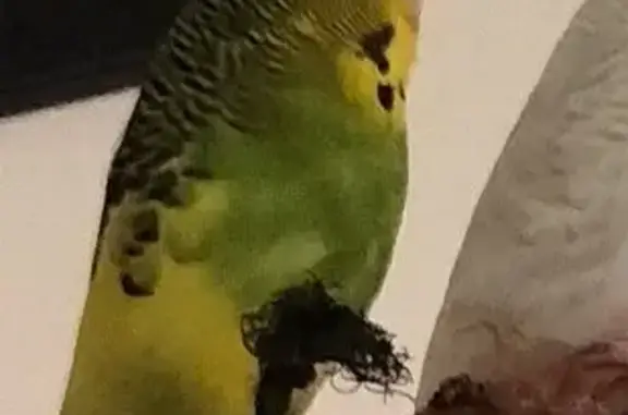 Lost pets , photo: Missing: Sassy Bird Aussie in Subiaco