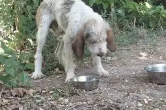 Animaux trouvés , photo: Chien de chasse trouvé Route des Fayes
