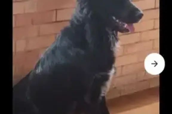 Chien noir et blanc perdu à Nîmes - photo