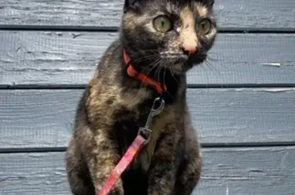 Chat perdue, petite écaille, La Teste-de-Buch - photo