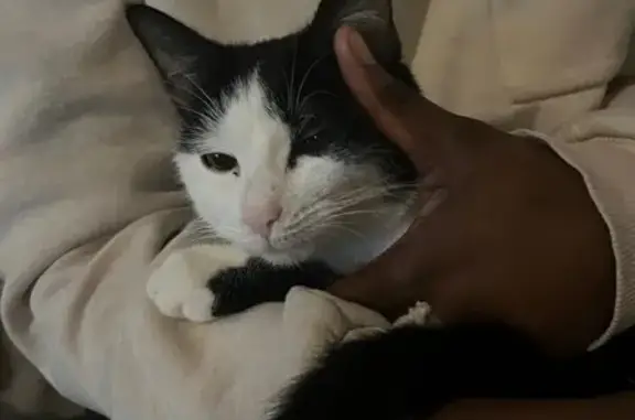 Chat Perdue à Gargenville : Aidez-nous ! - photo