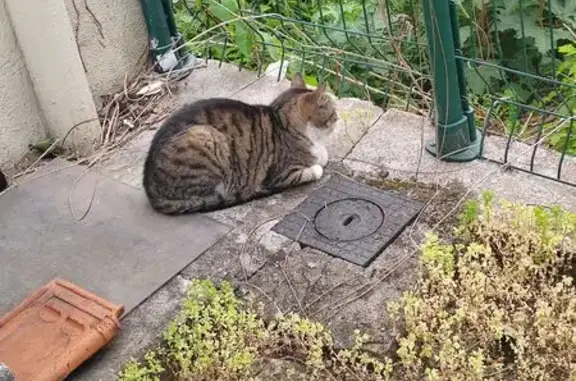 Chat trouvé, sociable, Avenue de la Libération - photo