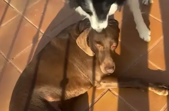 Perros Perdidos: Border Collie...