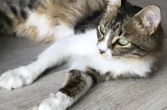 Se Busca: Gato Marrón y Blanco...