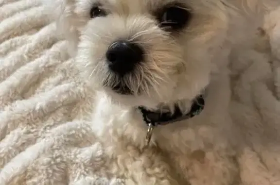 Lost Shitzu/Bichon Mix: Cash Reward!