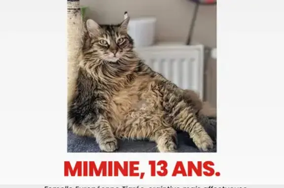 Animaux perdus , photo: Chatte tigrée perdue à La Chapelle