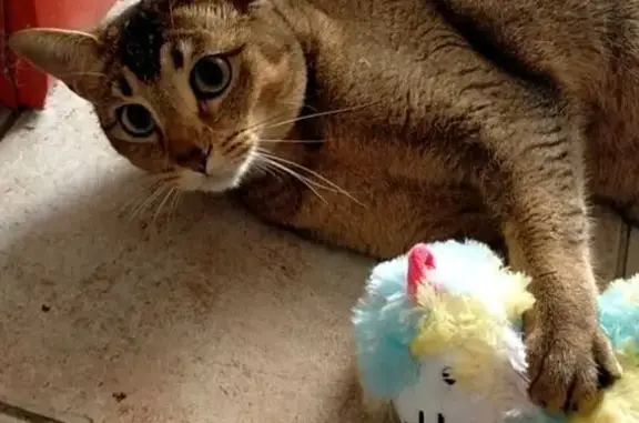 Chatte perdue à Fontainebleau : Zelda 4 ans - photo