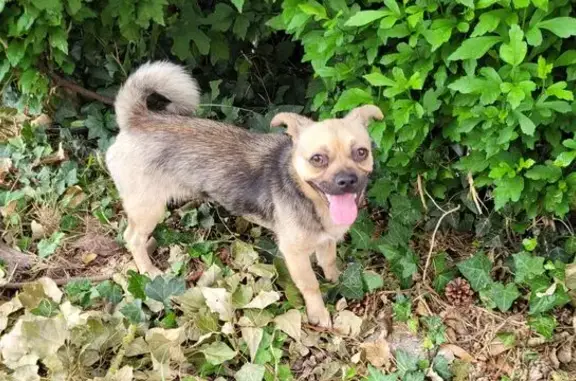 Petit chien trouvé Rue de la Poste, Laparade - photo
