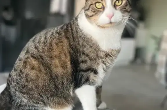 Chat perdu: mâle tigré, rue des Vignes - photo