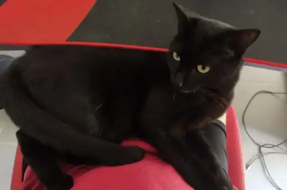 Animaux perdus Toulouse, photo: Chat noir perdu, yeux verts, Fronton 188