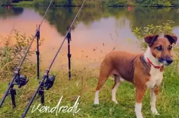 Chien perdu à l'étang de Gruellau - photo