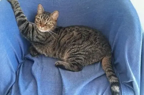 Chat tigré perdu à Ézy-sur-Eure - photo