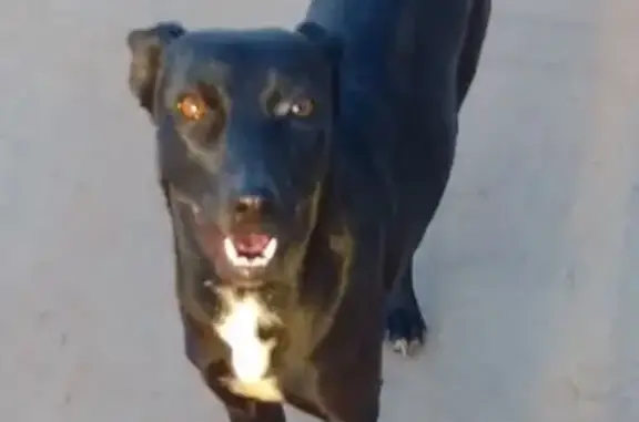 cachorro desaparecida