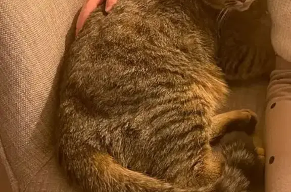 Chat tigré Maurice perdu à Gévezé - photo