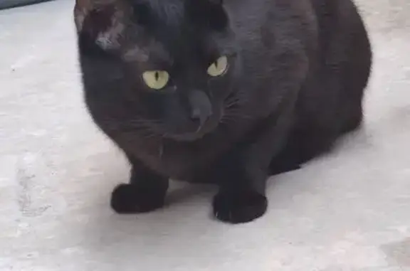 Chatte noire perdue, craintive et pucée - photo