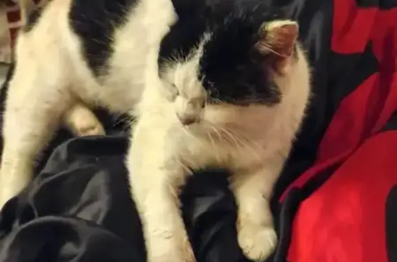 Chat perdu noir et blanc à Amnéville - photo