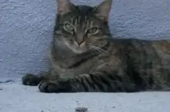 Animaux perdus Volvic, photo: Chat perdu, stérilisé, Écaille, Volvic