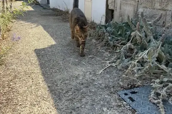 Chat tigré trouvé, perdu à Clavette - photo