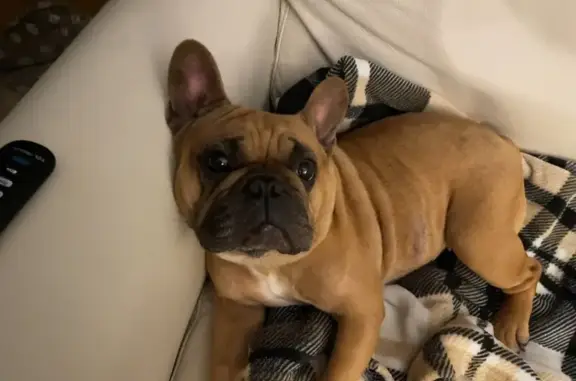 Lost Light Brown Frenchie on McLernon St