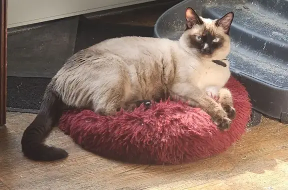 Lost Siamese Cat: Lion Lane, Oxford