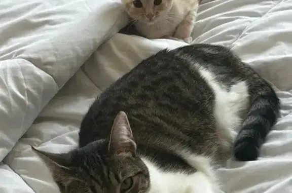 Animaux perdus Montigny-lès-Metz, photo: Chatte tigrée perdue à Montigny-lès-Metz
