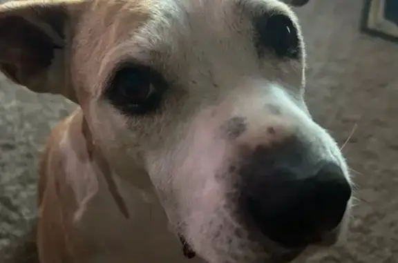 Lost Tan Dog with White Mark in Phoenix