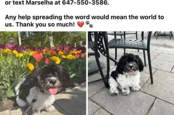Lost Dog: Black & White, Pink Collar