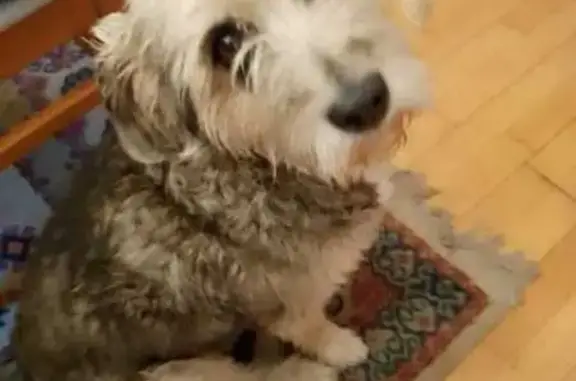 Perro encontrado , foto: Perra tipo Schnauzer encontrada en CDMX