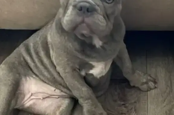 Lost French Bulldogs in Pompano Beach