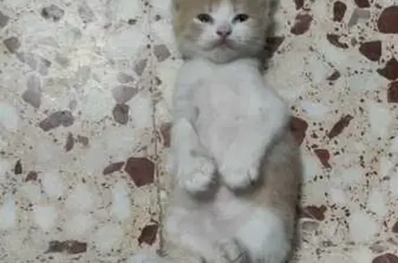 Adorable Gatito Naranja y Blan...