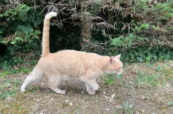 Chat trouvé Royan, photo: Chatte beige trouvée à Royan
